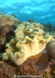 Elephant's ear coral found of Tioman Island, Malaysia.  C... by Grahame Massicks 